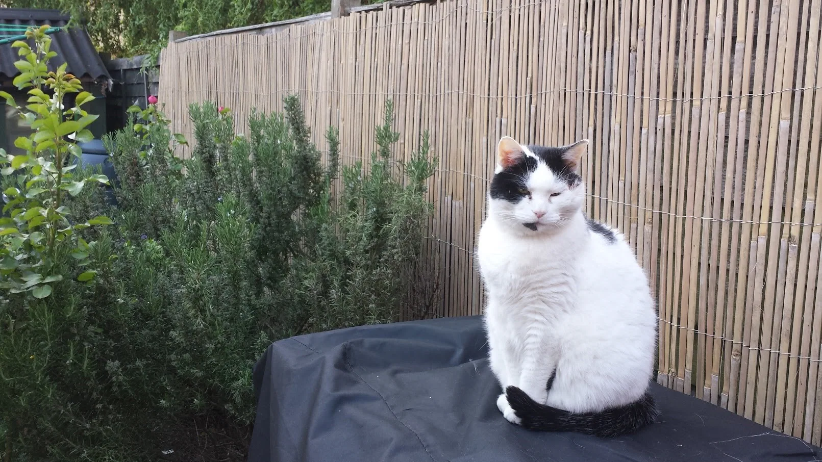 E24 war wounds of marshall (1)